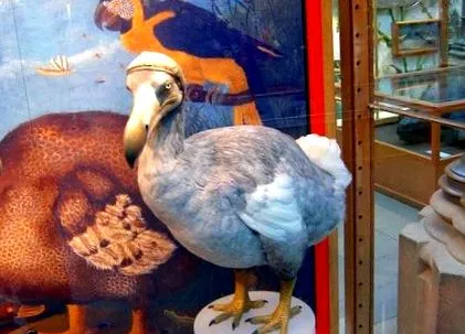 dodo
