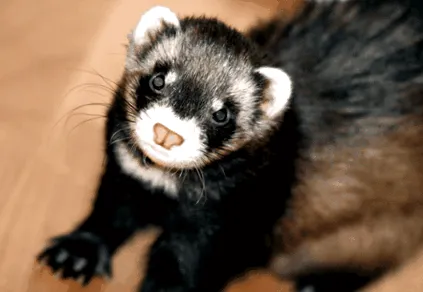pet-ben