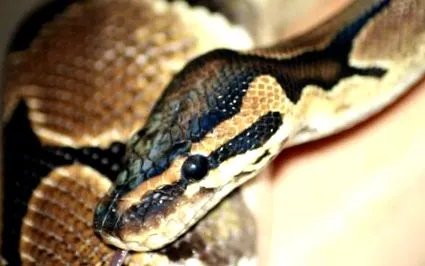 python