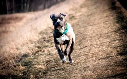 terrier
