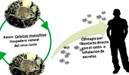 opsoms