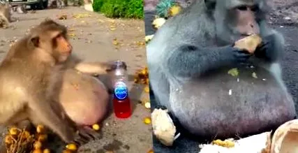пристрастен