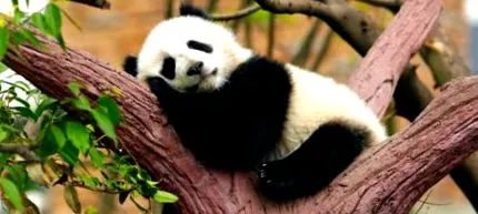 pandamackó