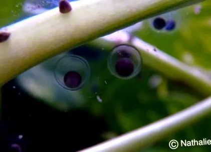 axolotl hogyan