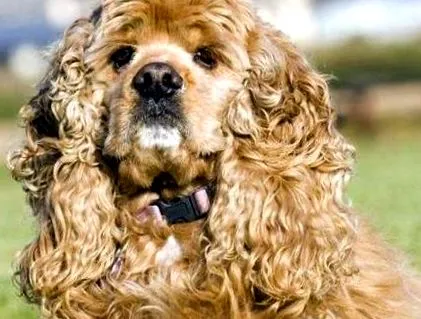 cocker