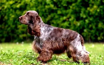 cocker