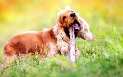 spaniel