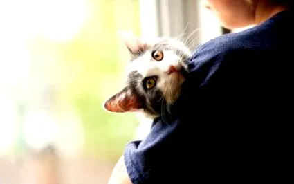 animale