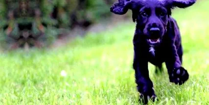 cocker