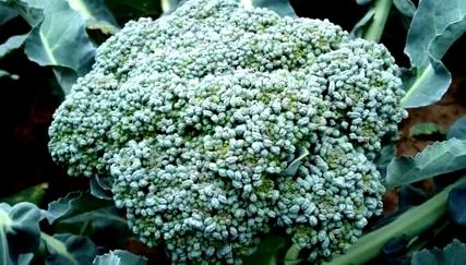 броколи brassica