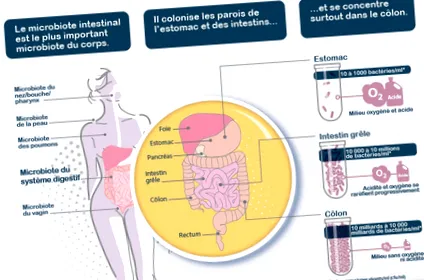 fodmaps