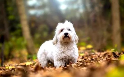 coton
