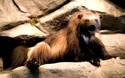 wolverine