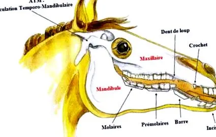 alsó állkapocs