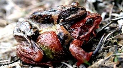 frog