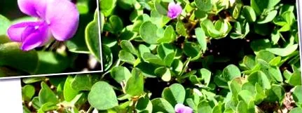 esetén Desmodium