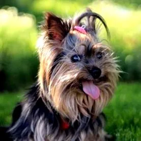 terrierben
