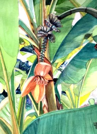 musac banán