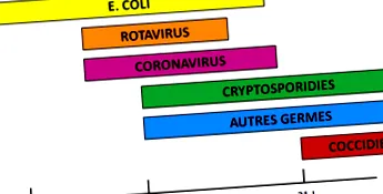 borjú