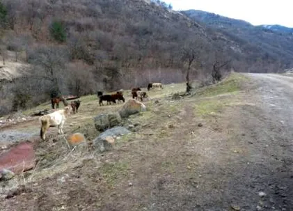 europeană