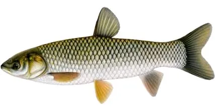 félnünk