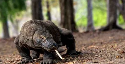 varanus varanus