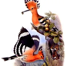 hoopoe
