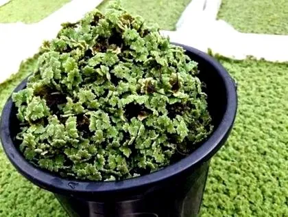 azolla