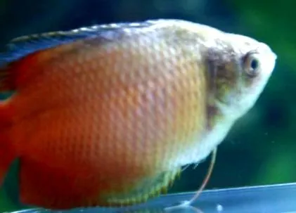 hydrophila