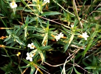 gratiola