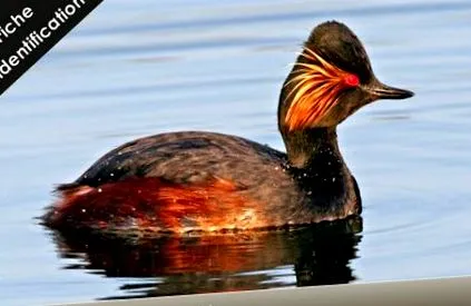 podiceps negru