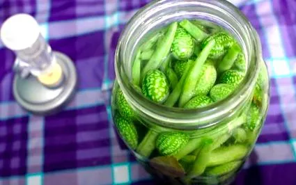 fermentate