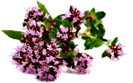 kakukkfű linalool