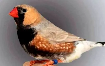 mandarin