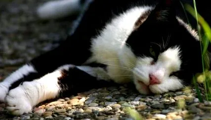 котячі