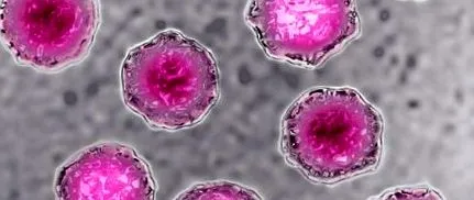 hepatológiai hepatitis