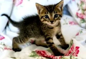 adopta