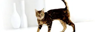 purina