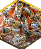 stupului