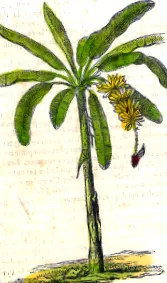 plante