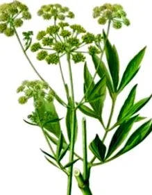 lovage