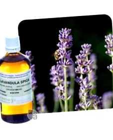lavandula