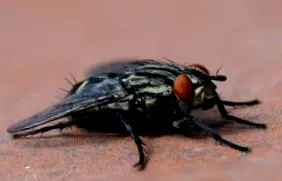 musca eradici