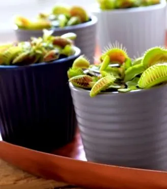 dionaea muscipula мухоловка