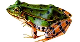 állatvilága