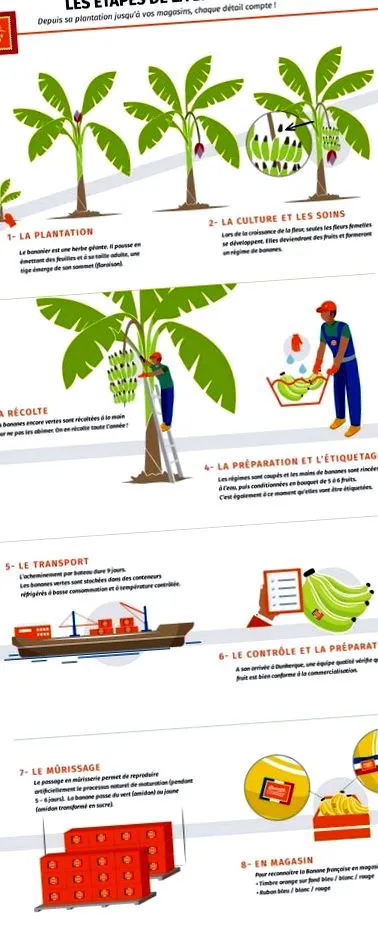 termesztése guadeloupei