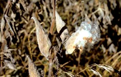 monarhii