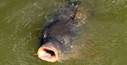 cyprinus crap