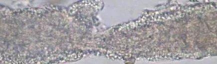 lapja