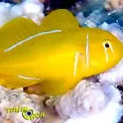 citromos goby